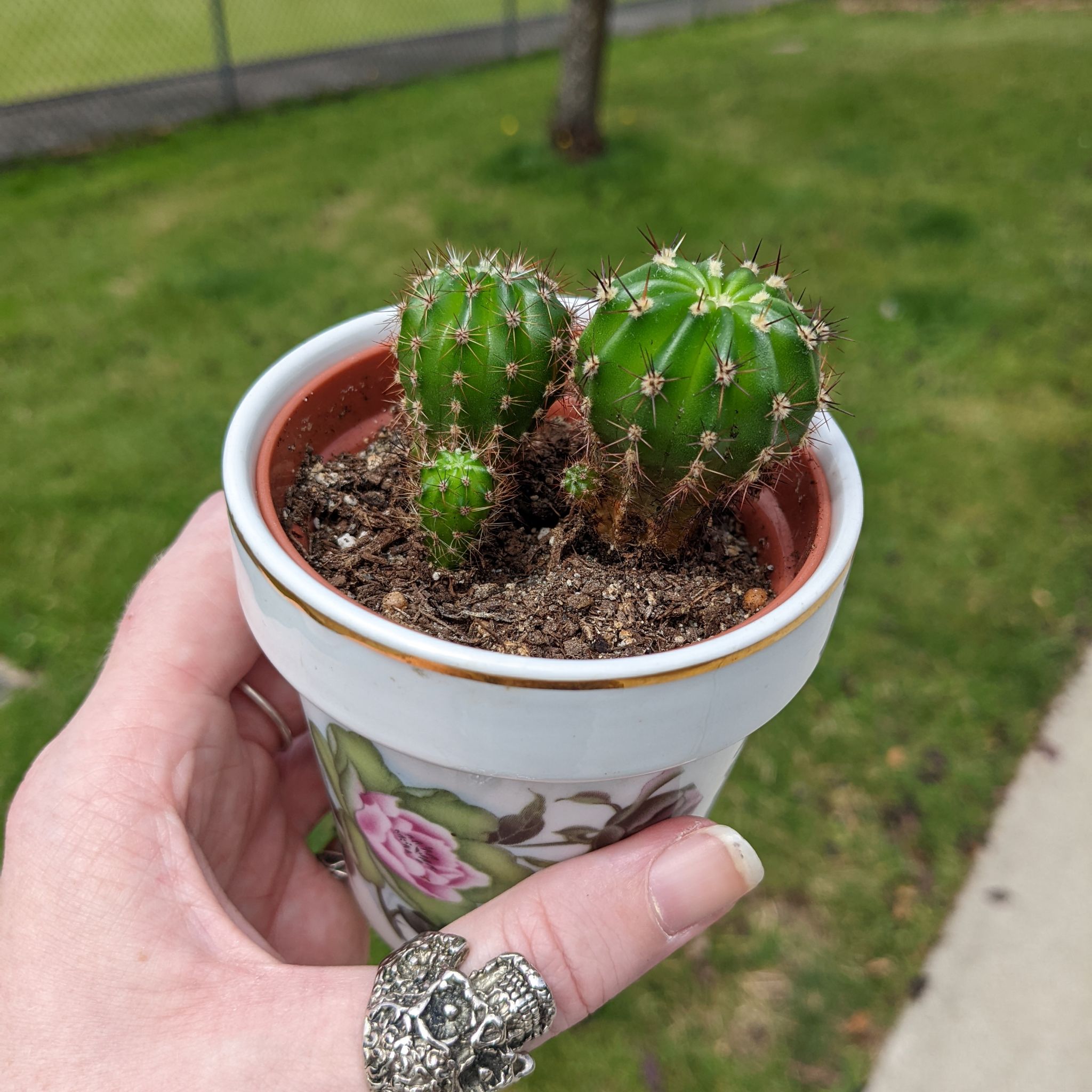 Photo of the plant species Echinopsis arachnacantha by @canadijanna named Echinopsis ssp on Greg, the plant care app