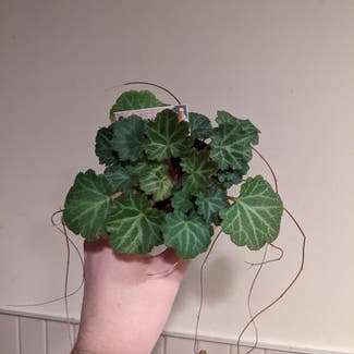 Strawberry Begonia plant in New Westminster, British Columbia