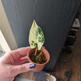 Arrowhead Plant plant in New Westminster, British Columbia