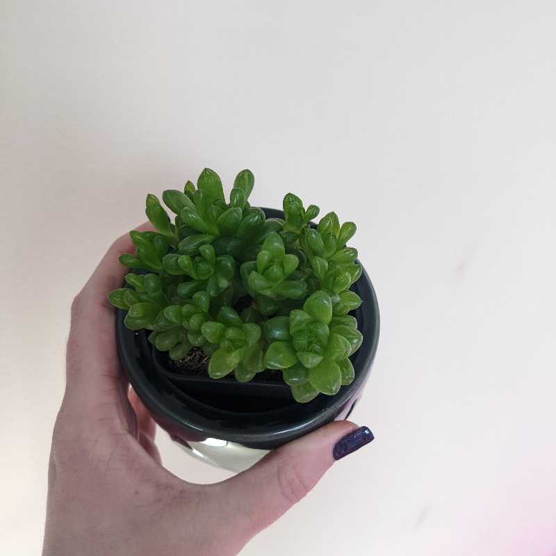 A healthy Cathedral Window Haworthia succulent in a black pot, held by a hand.