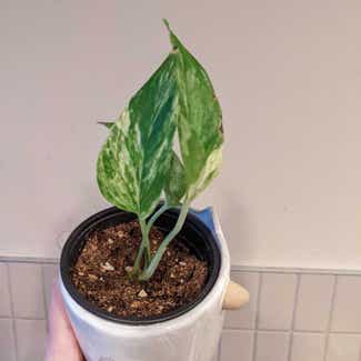 Marble Queen Pothos plant in New Westminster, British Columbia