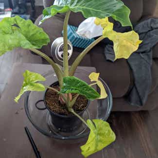 Alocasia 'Low Rider' plant in New Westminster, British Columbia