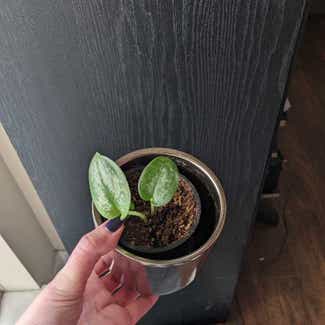 Silver Anne Pothos plant in New Westminster, British Columbia