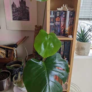 Monstera plant in New Westminster, British Columbia