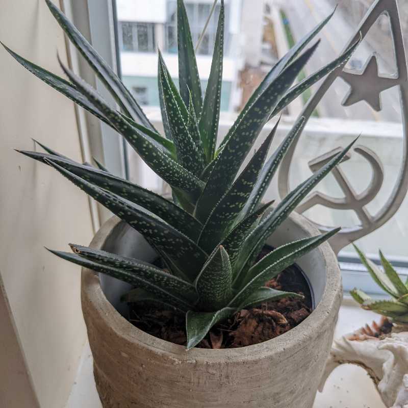 Photo of the plant species Gasteraloe 'Bedinghausii' by @canadijanna named Gasteria on Greg, the plant care app