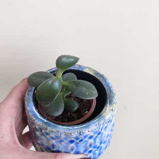 Jade plant in New Westminster, British Columbia