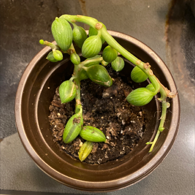 String of Pearls plant photo by @OpulentWorm named Variated string of pearls on Greg, the plant care app.