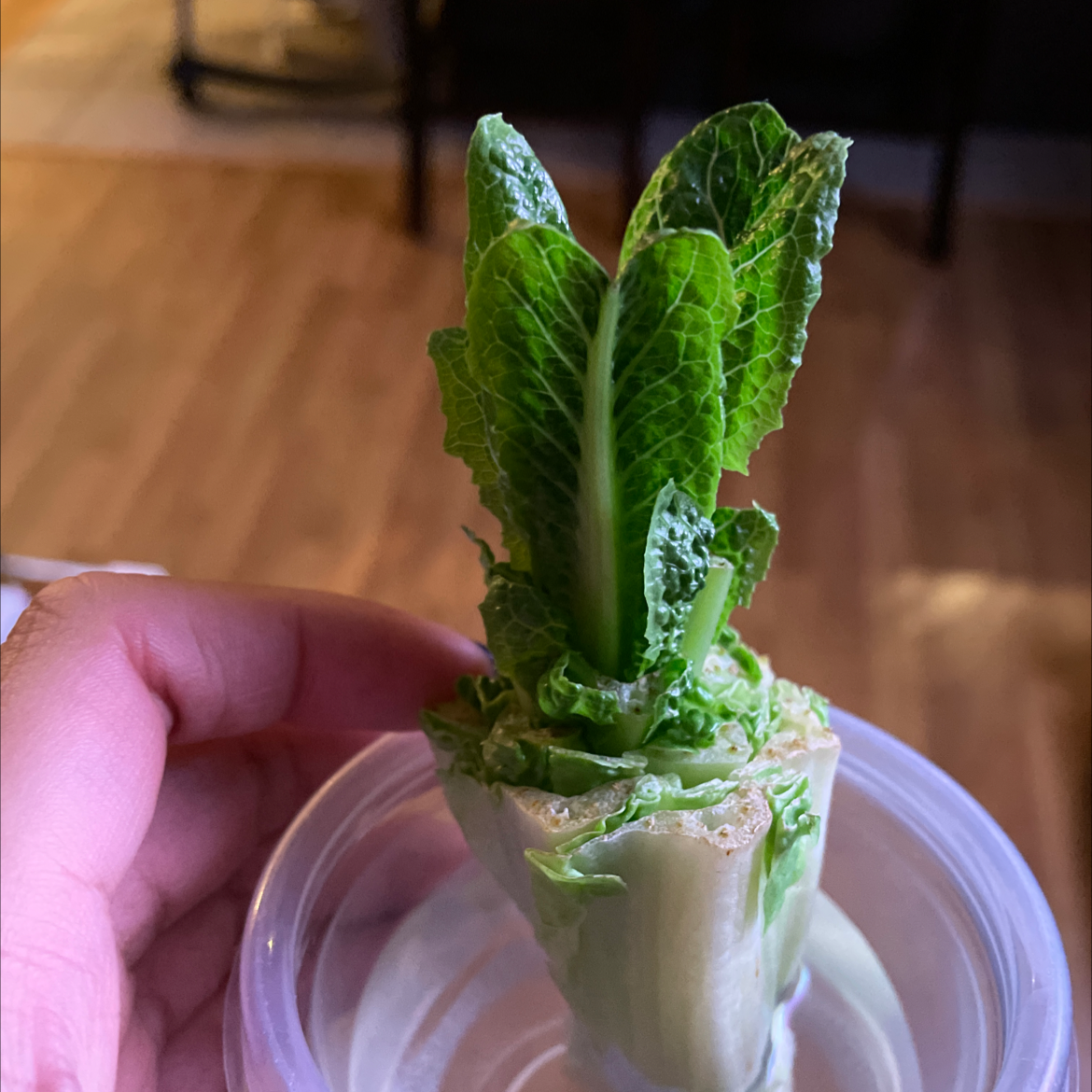 Close-up of a healthy young romaine lettuce plant with bright green leaves growing in a clear plastic container, held by a hand.