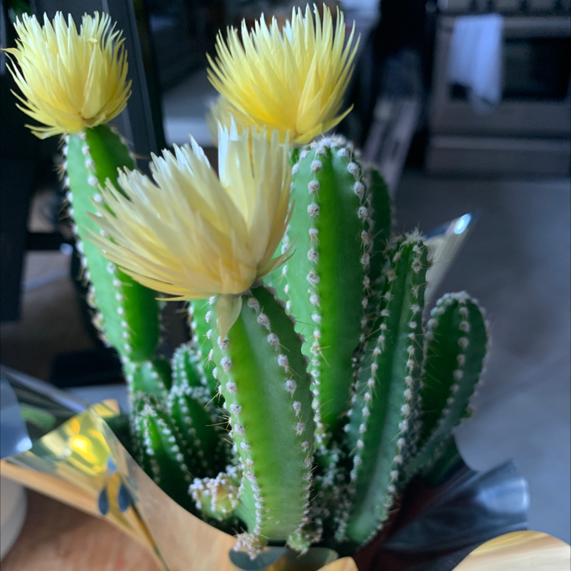 Healthy Hedge Cactus with vibrant green stems and yellow flowers.
