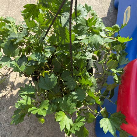 Photo of the plant species Buffalo Currant by Welsomecalethea named Pixie Dixie on Greg, the plant care app