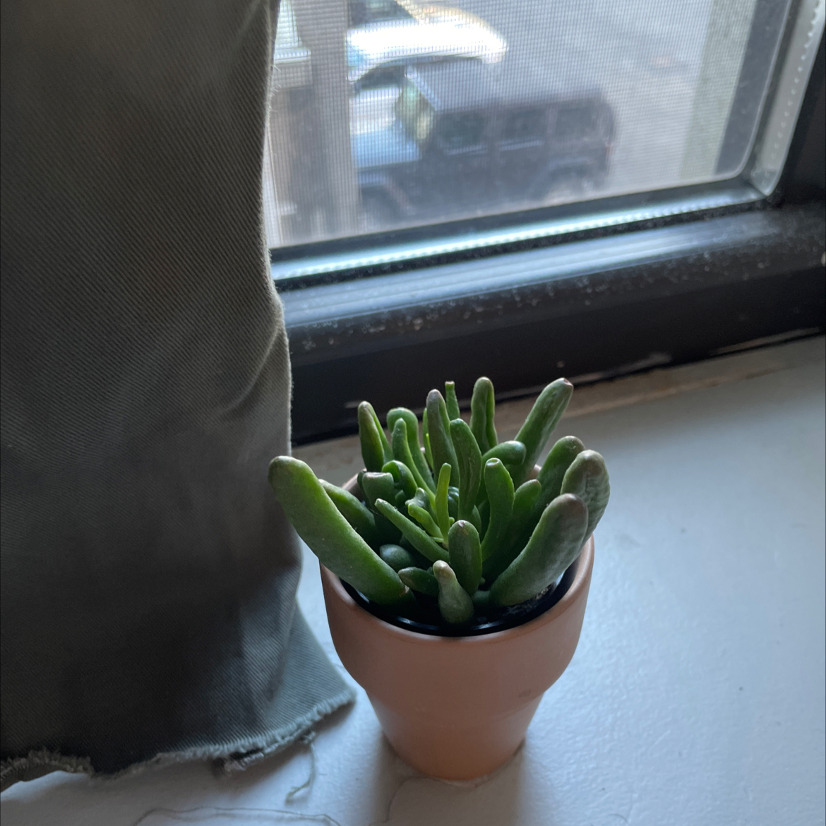 Crassula mesembryanthemoides plant in a small pot on a windowsill.