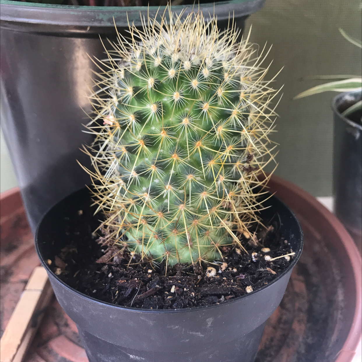 Photo of the plant species Owl's Eye Cactus by @The_Jet202 named Spike on Greg, the plant care app