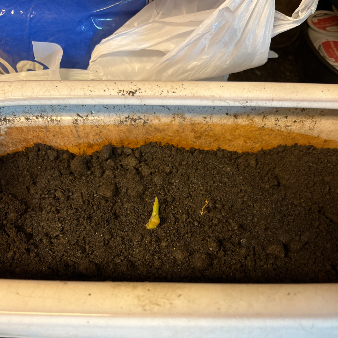 Ginger root sprout emerging from dark soil in a rectangular planter.