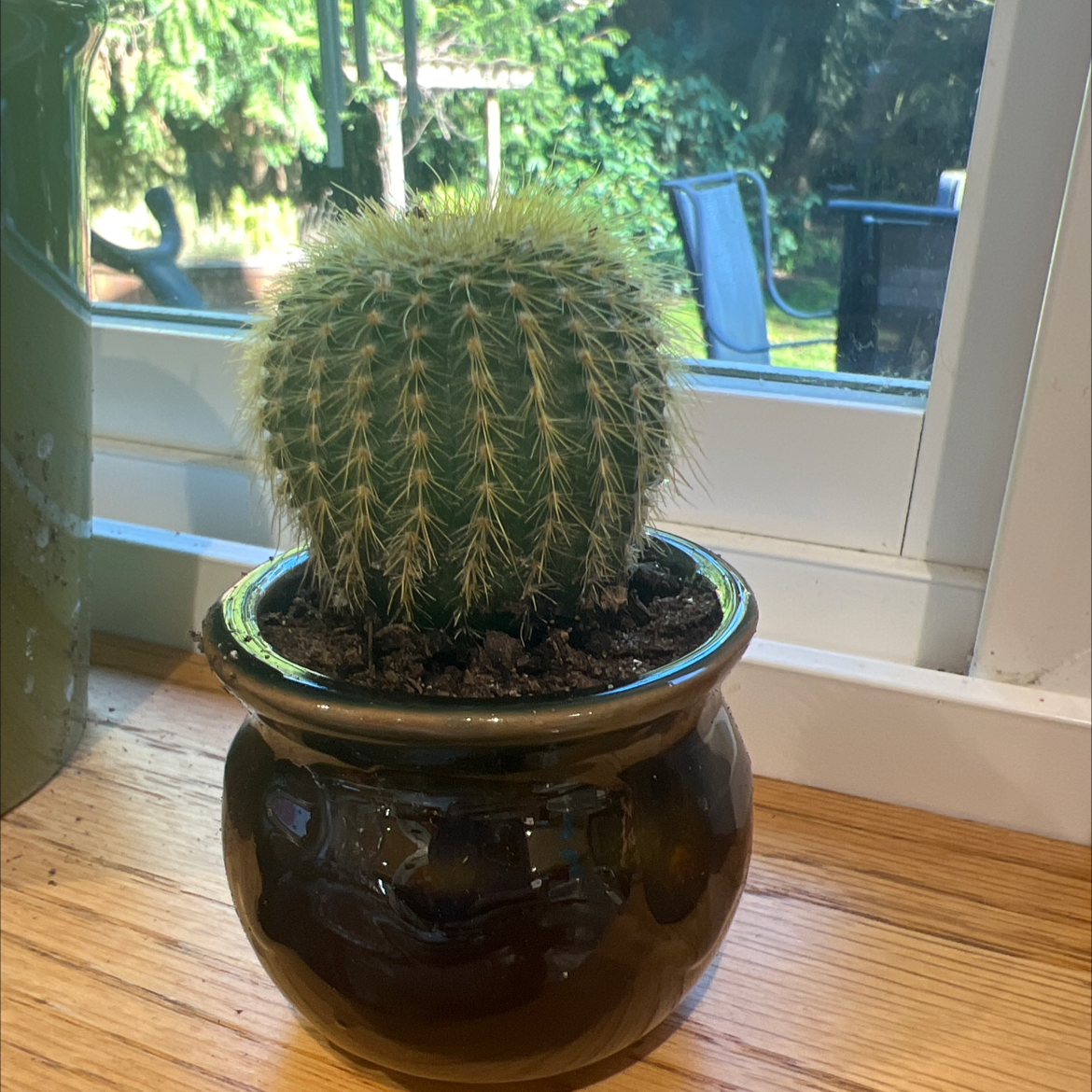 Silver Ball Cactus in a pot on a wooden surface near a window.