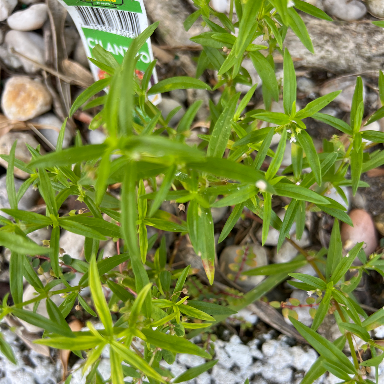 Photo of the plant species Northern Bedstraw by @EarlyGuepinia named Your plant on Greg, the plant care app