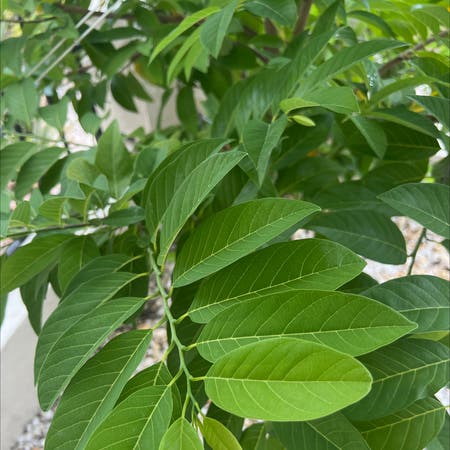 Photo of the plant species Persian Walnut by Earlyguepinia named Your plant on Greg, the plant care app