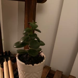 Jade plant photo by @LikelyZebrina named Ope on Greg, the plant care app.