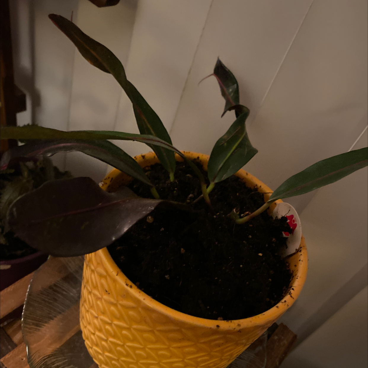 Gold Dust Croton plant photo by @LikelyZebrina named M’Amy on Greg, the plant care app.