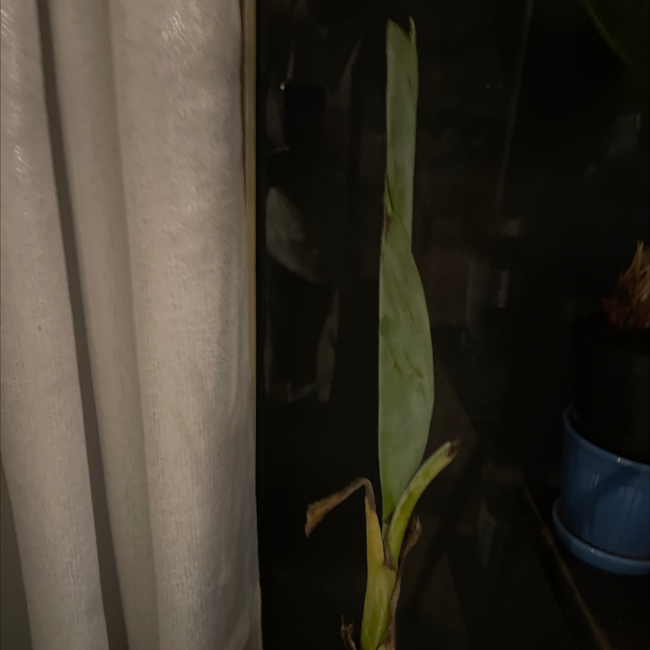 Dwarf Banana plant photo by @EnormousPrasium named Your plant on Greg, the plant care app.