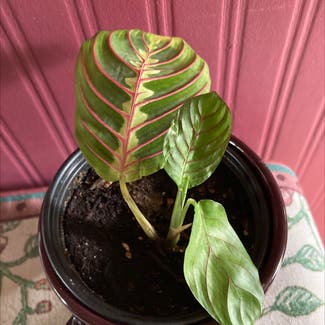Red Prayer Plant plant in Somewhere on Earth