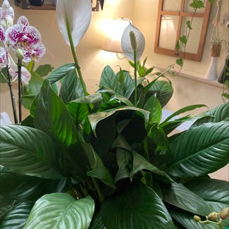 Peace Lily plant in Roseville, California
