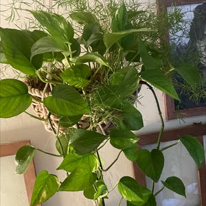 Epipremnum Aureum plant photo by @ccrocco named Everybody has a Pothos/Fern Main on Greg, the plant care app.