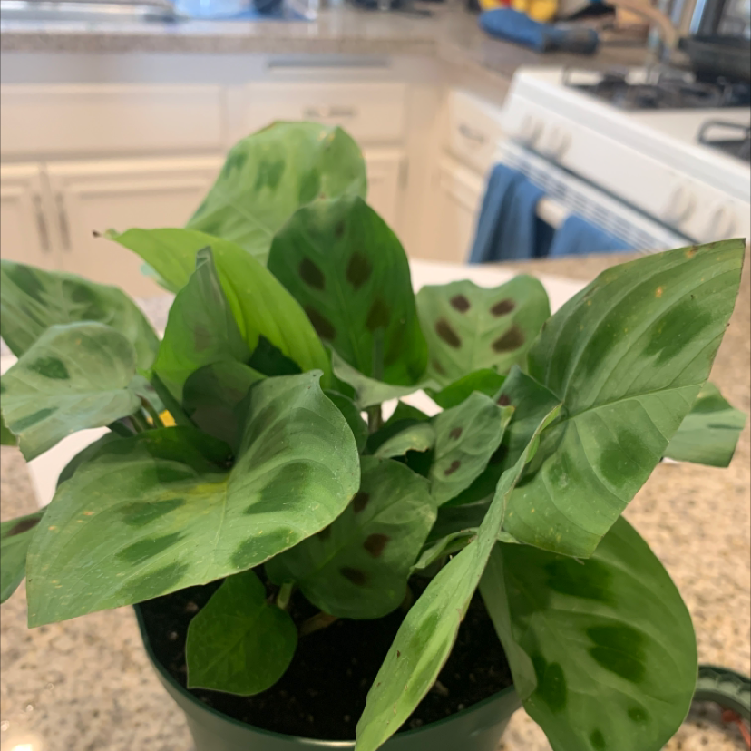 Variegated Prayer Plant with green leaves and dark spots in a kitchen setting.