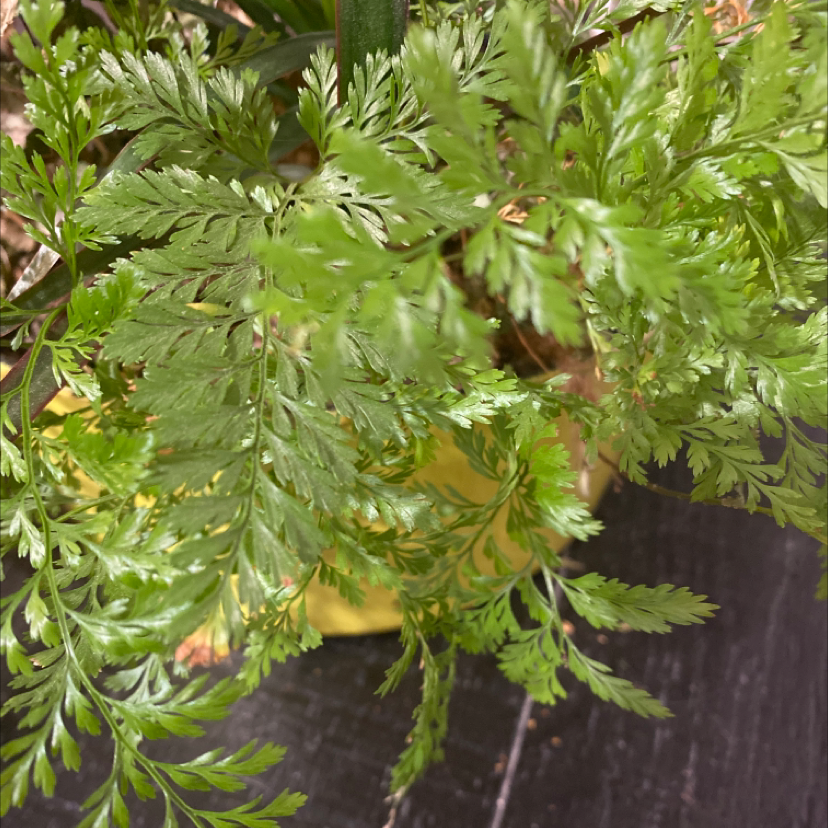Image of a healthy Leatherleaf Fern with vibrant green fronds.