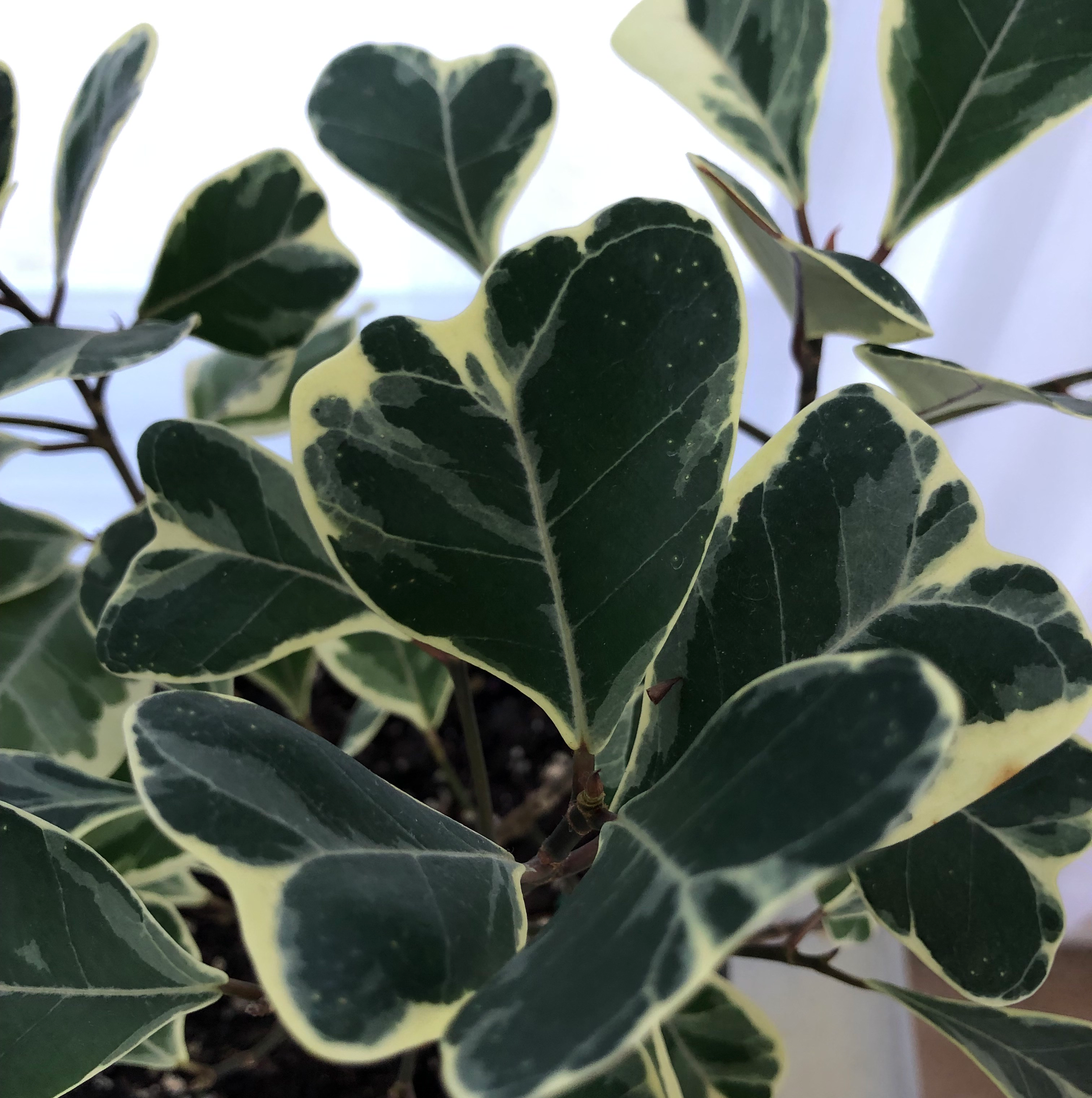 Ficus triangularis 'Variegata' with variegated leaves, healthy and well-framed.