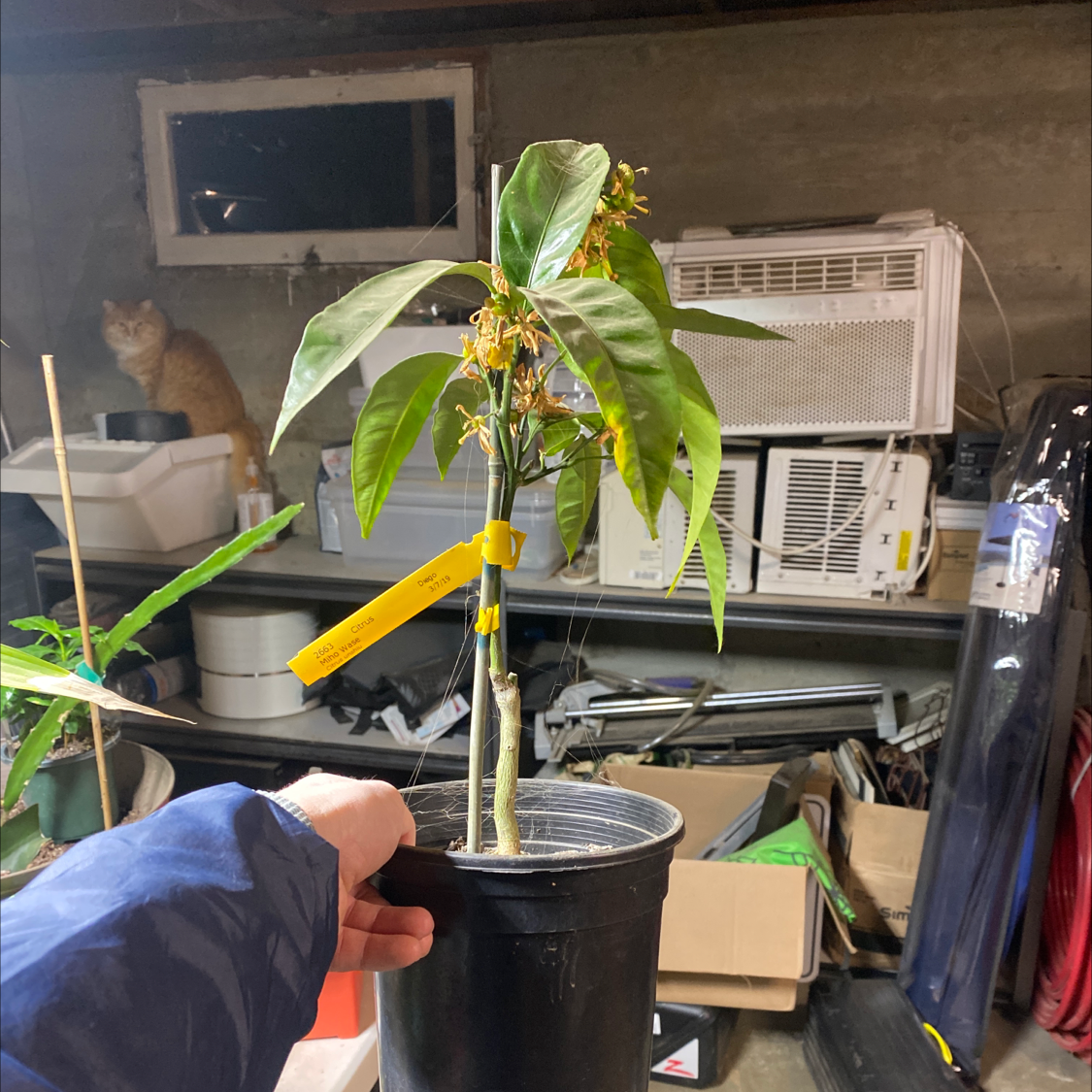Photo of the plant species Miho Wase Hardy Mandarin Orange by @GladMakole named Miho wase on Greg, the plant care app