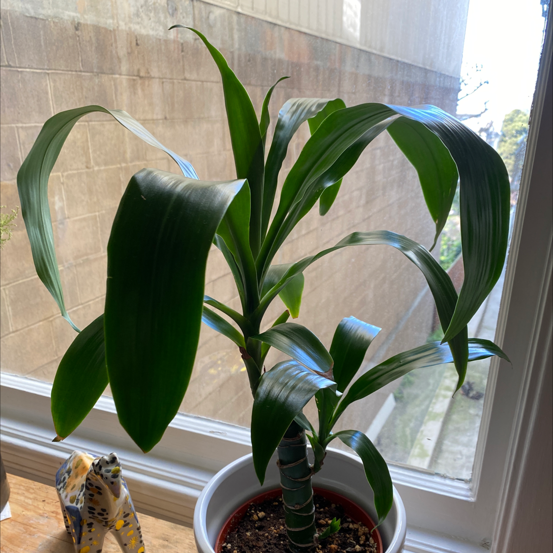 Cornstalk Dracaena plant photo by Margaret named Sassy on Greg, the plant care app.