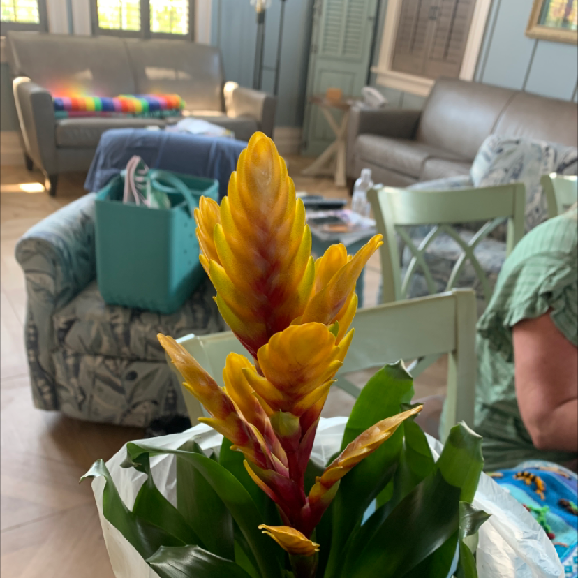 Flaming Sword Bromeliad with vibrant yellow and red inflorescence indoors.