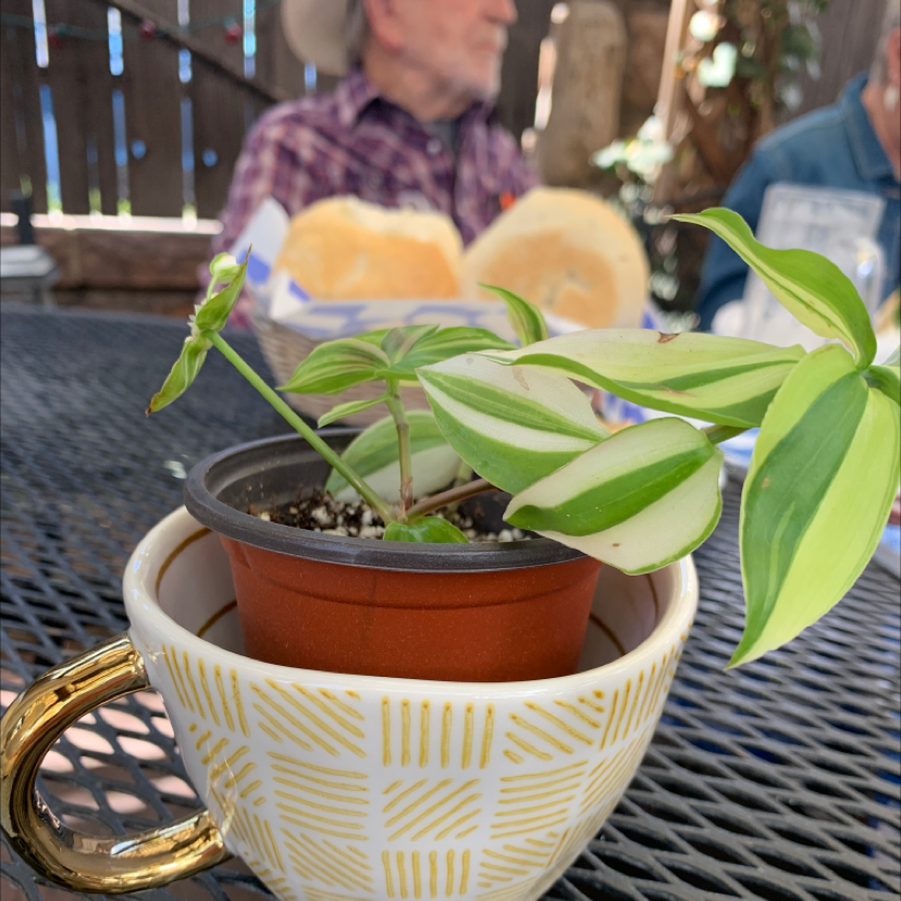 Tradescantia 'Yellow Zebra' plant in a pot inside a decorative cup, with a person in the background.