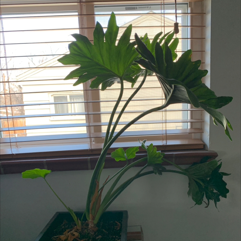 Philodendron 'Hope Selloum' plant indoors near a window with some browning on lower leaves.