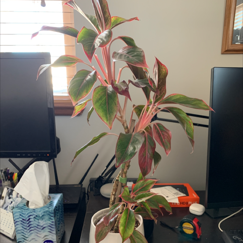 Aglaonema 'Sparkling Sarah' plant on a desk with vibrant green leaves and pinkish-red veins.