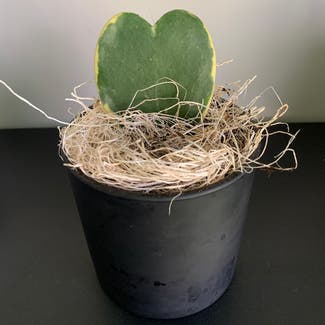 Sweetheart Hoya plant in Stevens, Pennsylvania