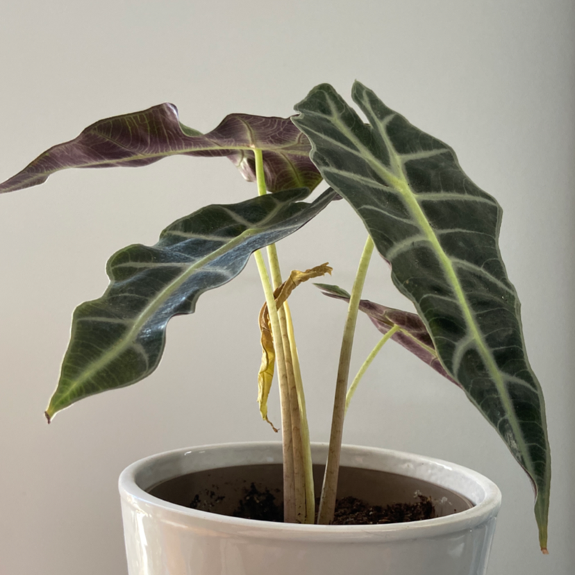 Why Are There Black Spots on My Kris Plant Leaves?