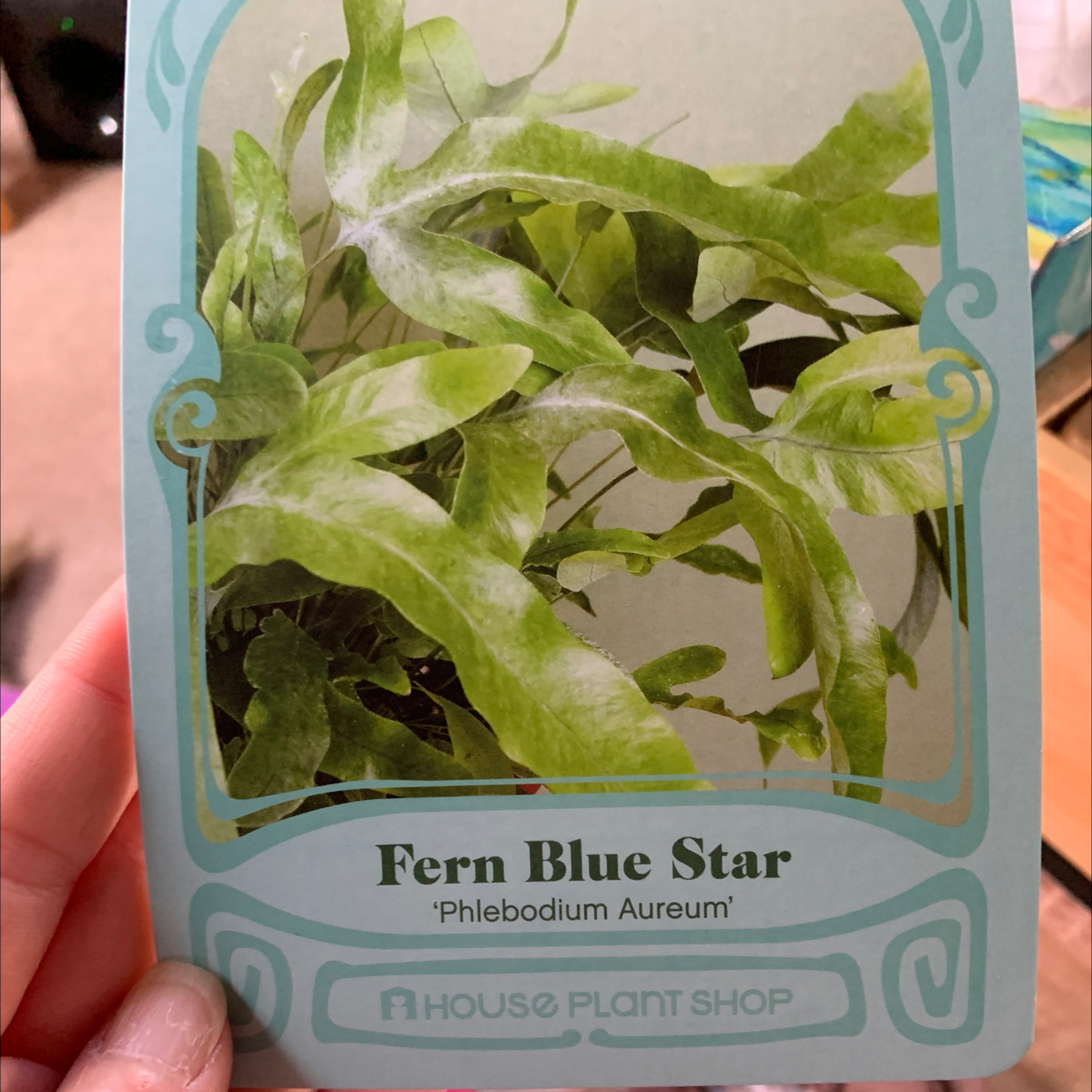 Blue Star Fern (Phlebodium aureum) with healthy green leaves, held by a hand.