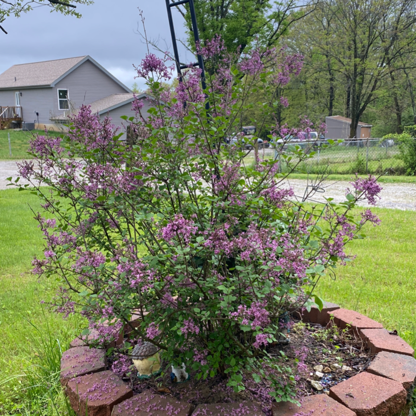 Lilac plant in bloom with purple flowers, surrounded by a brick border in a garden.