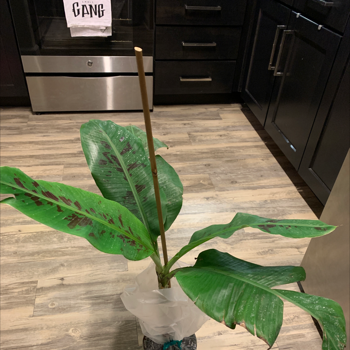 Dwarf Banana plant indoors with black spots on leaves, supported by a stake.