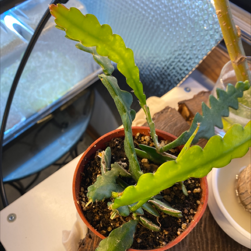 Dutchman's Pipe Cactus in a small pot with green leaves and visible soil.