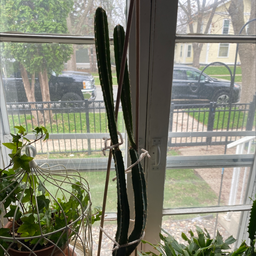 Dutchman's Pipe Cactus with multiple stems tied to a support, placed indoors near a window.