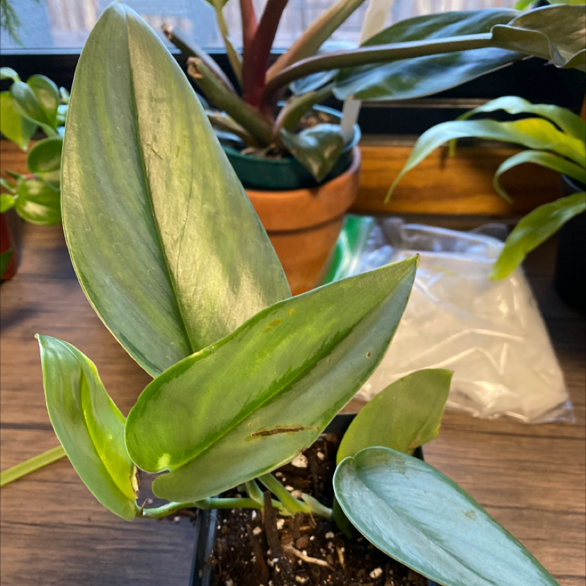Scindapsus treubii 'Moonlight' plant with healthy green leaves and minor browning on one leaf.
