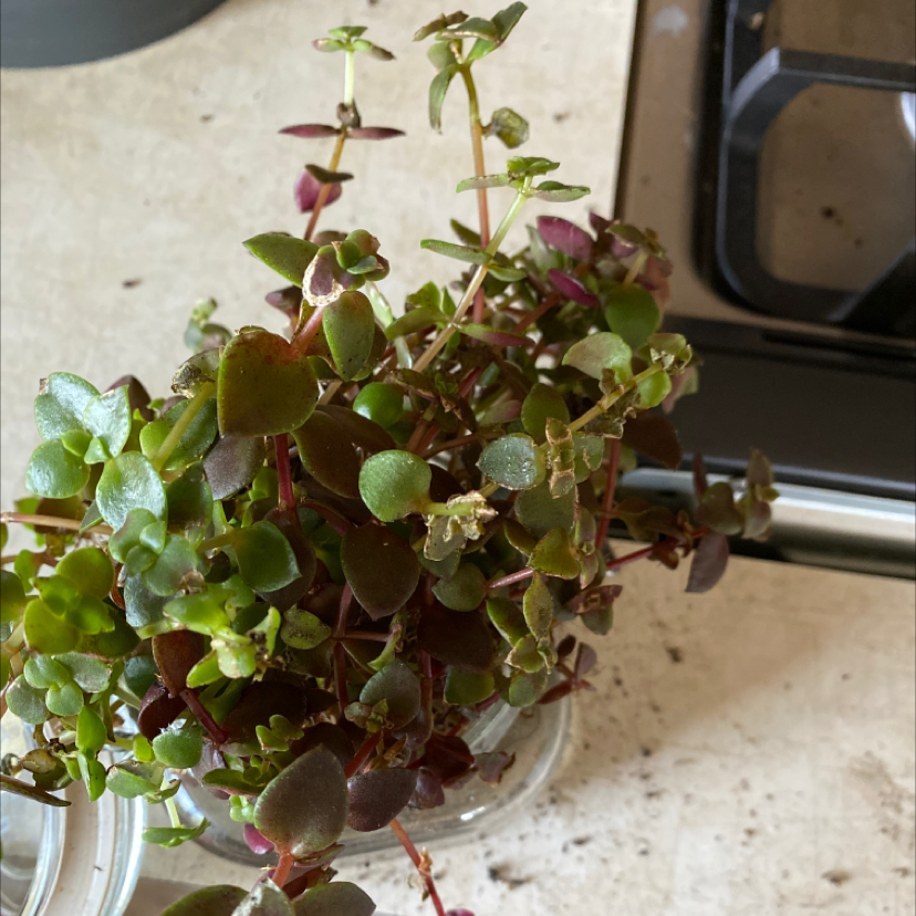 A healthy Crassula pellucida plant in a glass container, showing dense foliage with heart-shaped leaves that have pink or red edges.
