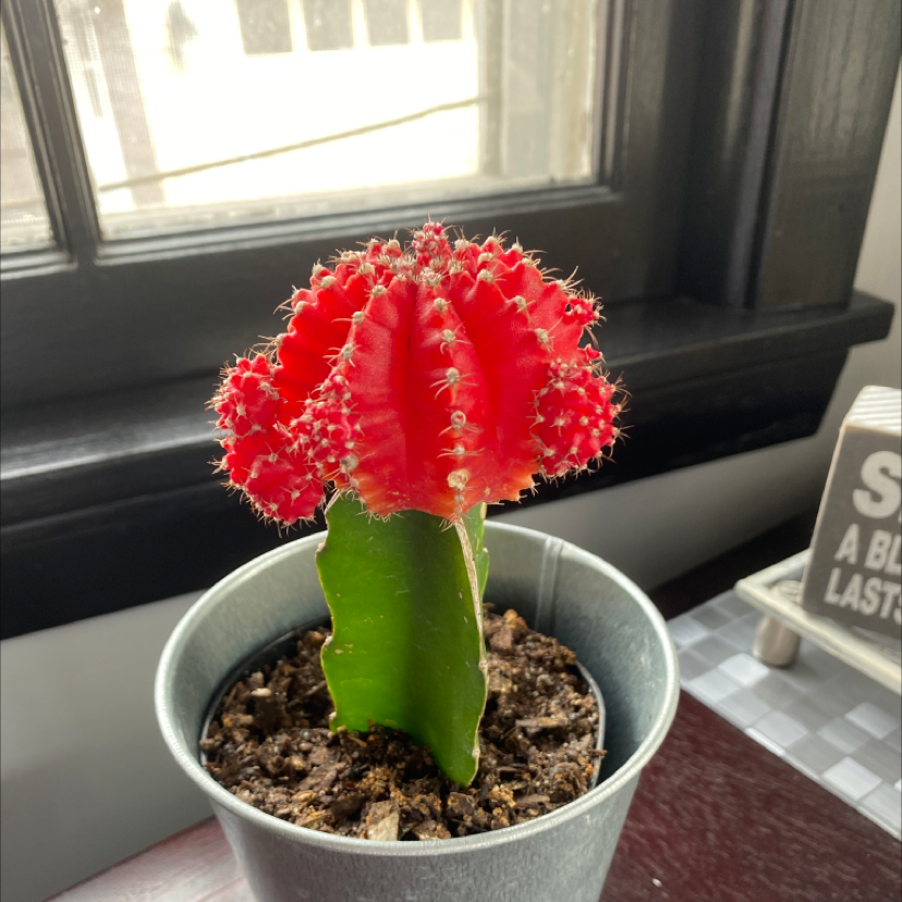 Moon Cactus plant photo by @Jessie named Penis on Greg, the plant care app.
