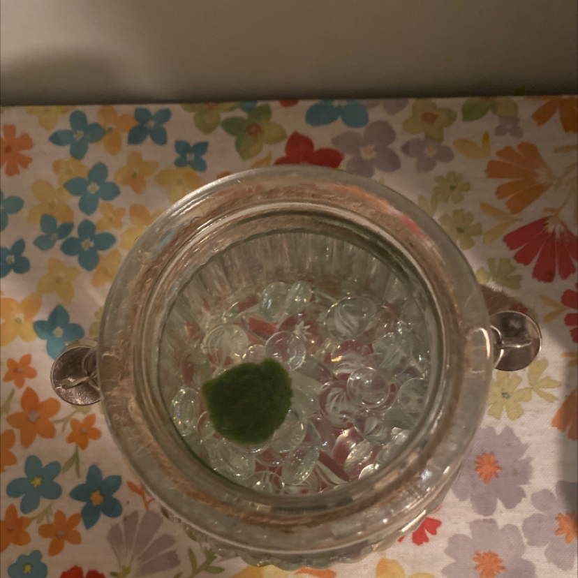Marimo Moss Balls plant photo by @Jessie named Harold on Greg, the plant care app.