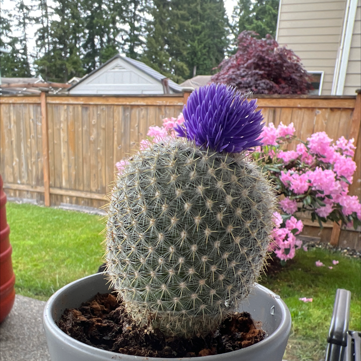 Button Cactus in a pot with a purple flower on top, healthy and well-framed.