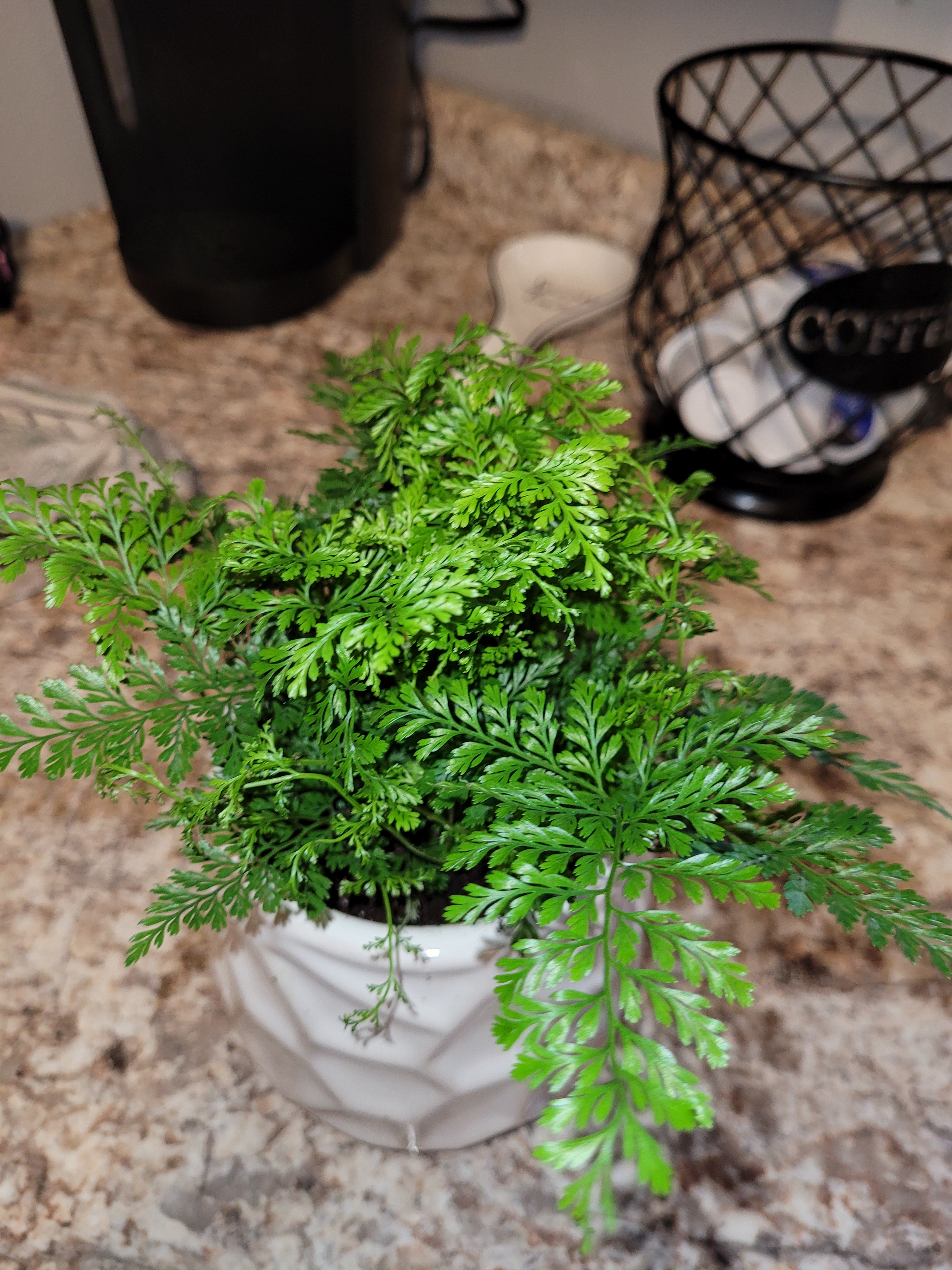 🐇 Why Are My Black Rabbit's Foot Fern Leaves Droopy?