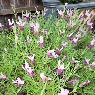 Lavender plant in Eugene, Oregon