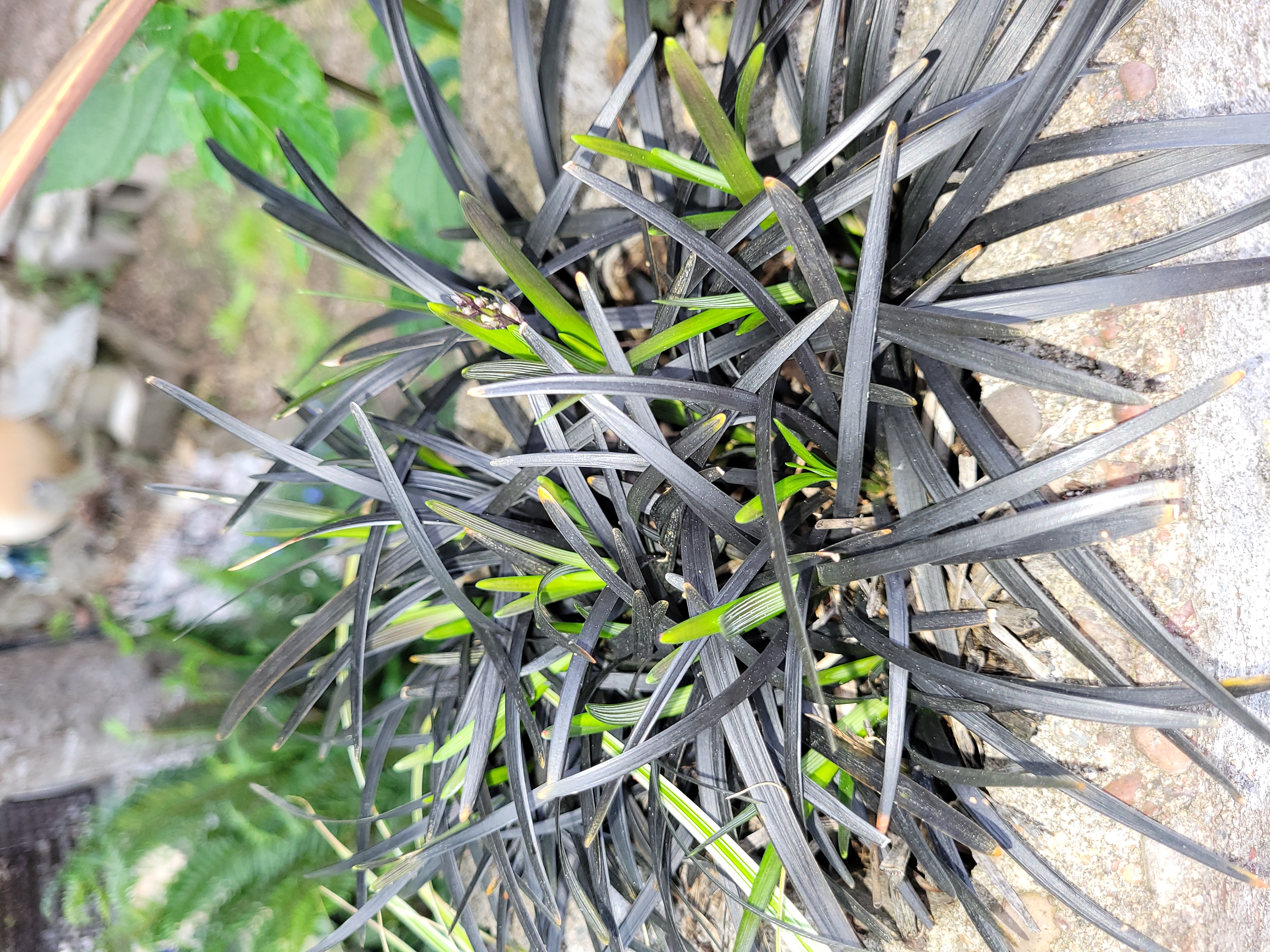 Photo of the plant species Ophiopogon planiscapus by @Junglecreature named Z Gemma on Greg, the plant care app
